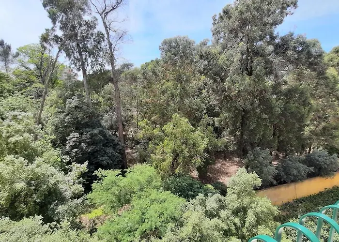 Forest View